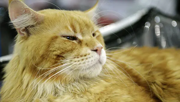 Mačkama iz Rusije zabranjeno učešće na svetskim takmičenjima