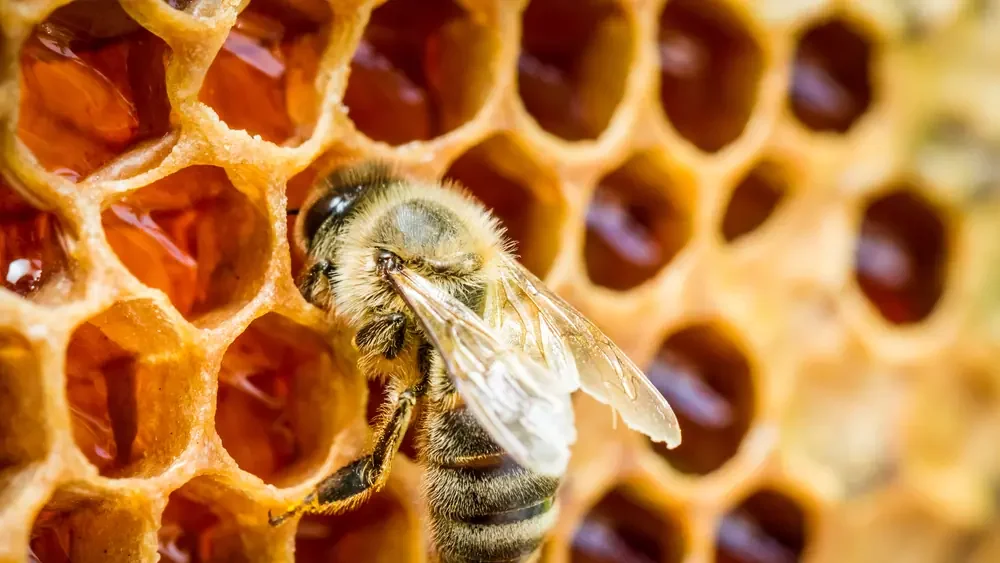 Природни мед