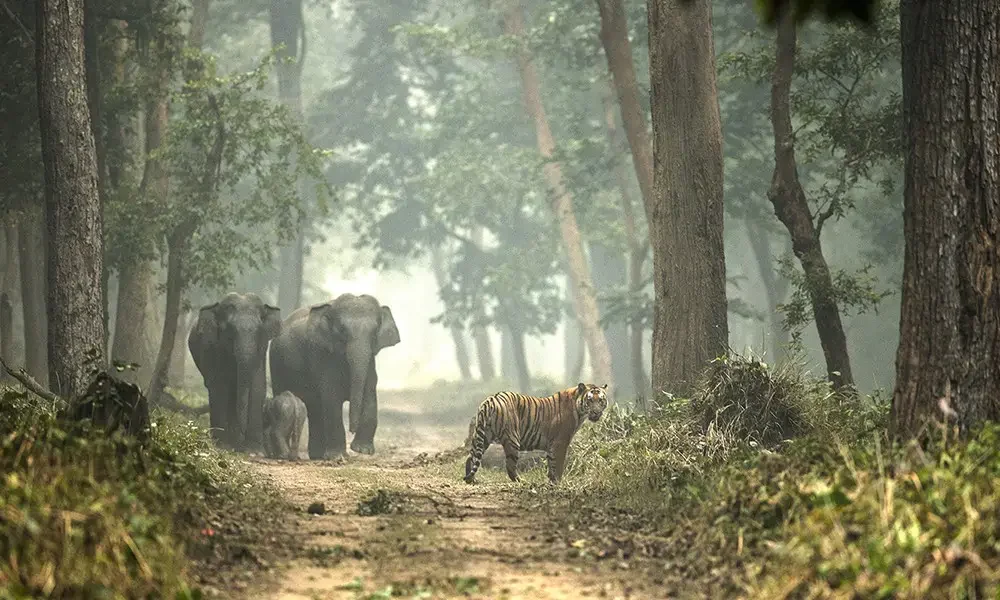 NASA сателитима у реалном времену помаже опстанак бенгалских тигрова, јагуара и слонова