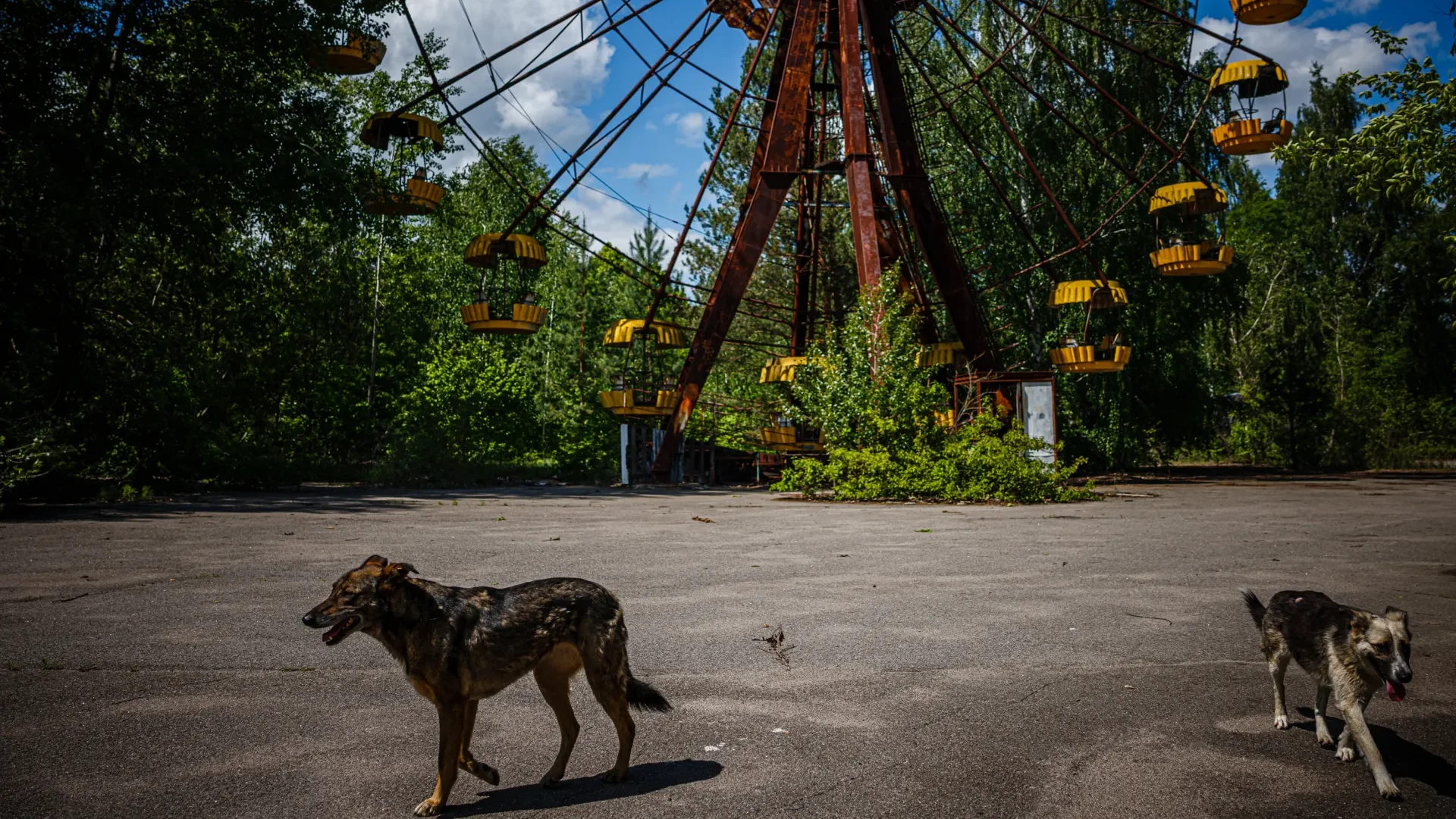 Поједине животиње развиле отпорност на радијацију у Чернобиљу