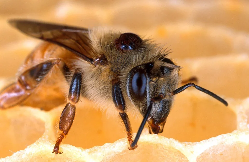 Да ли знате ко су највећи непријатељи пчела?