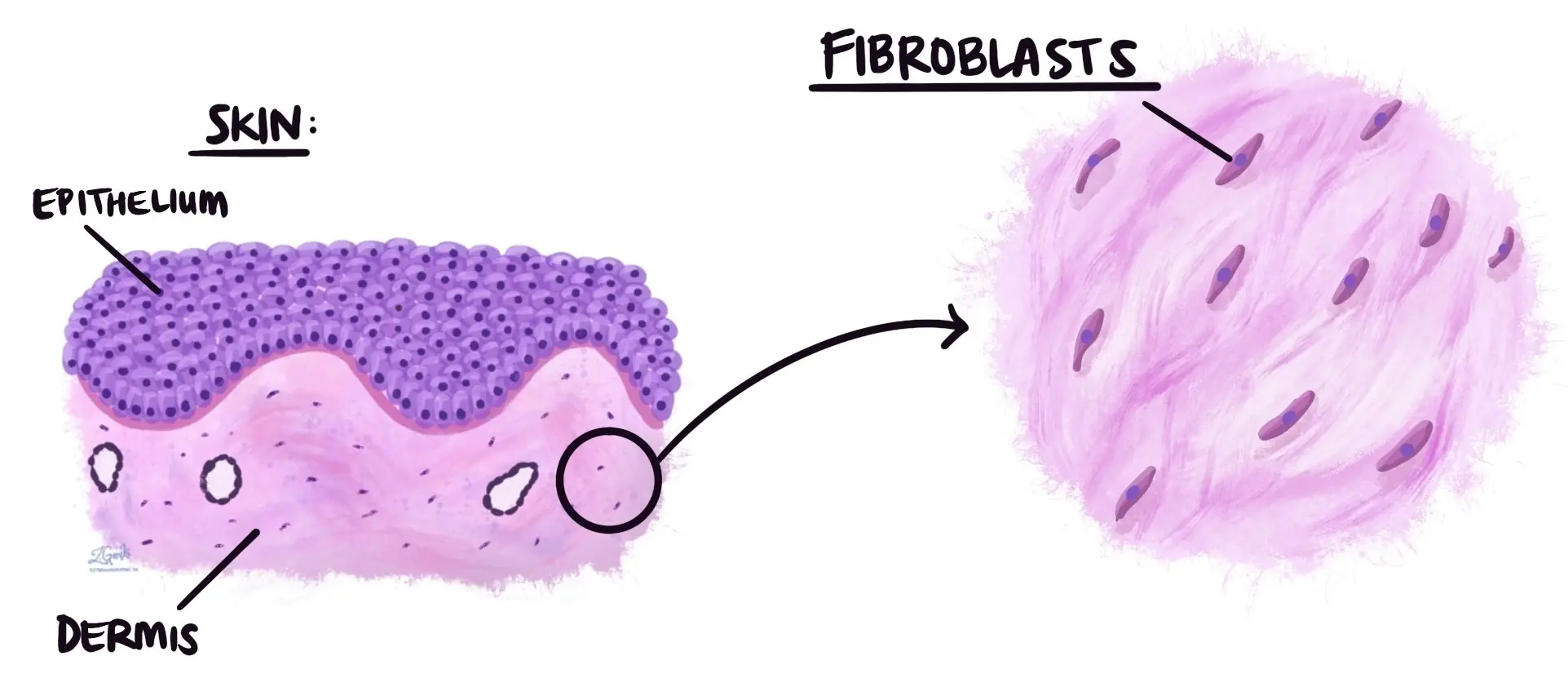 Fibroblasti