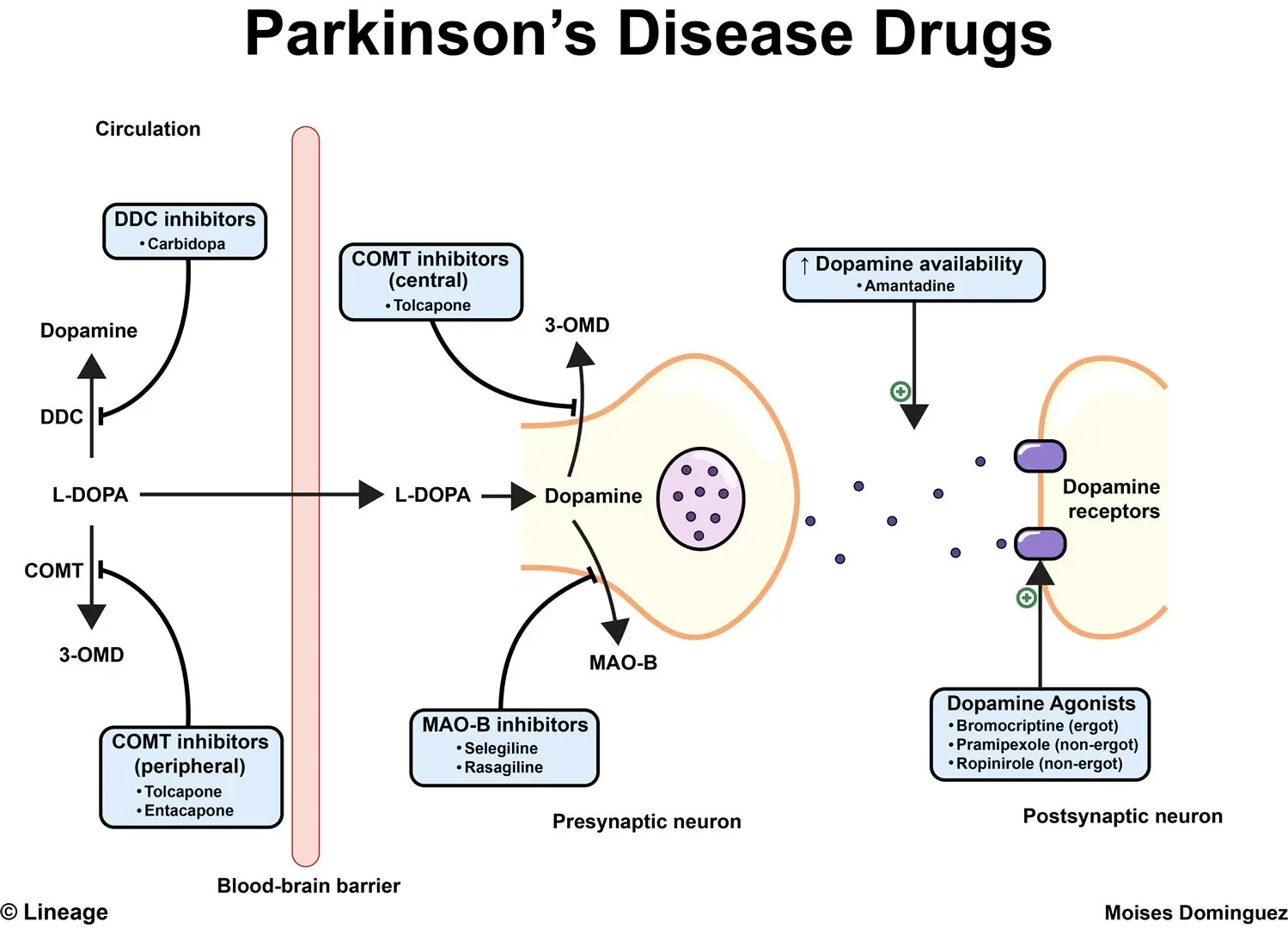 Neurotransmiter dopamin i Parkinsonova bolest