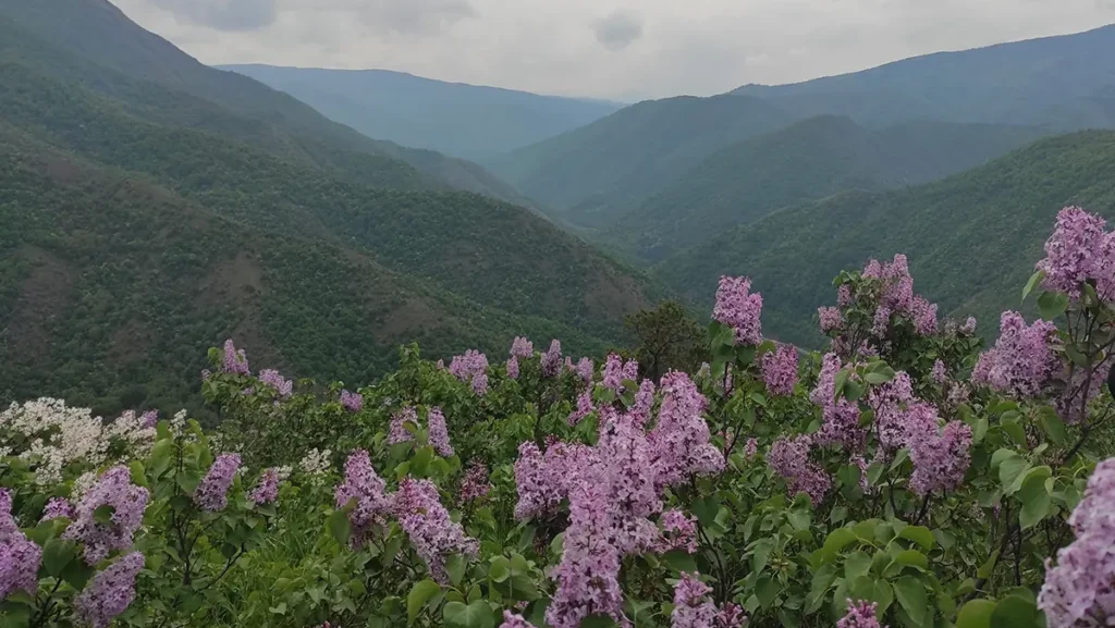 Долина Јоргована