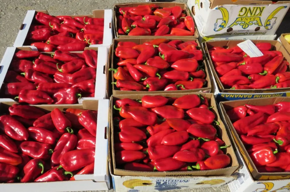 Crvena paprika