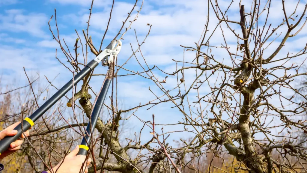 орезивање воћа