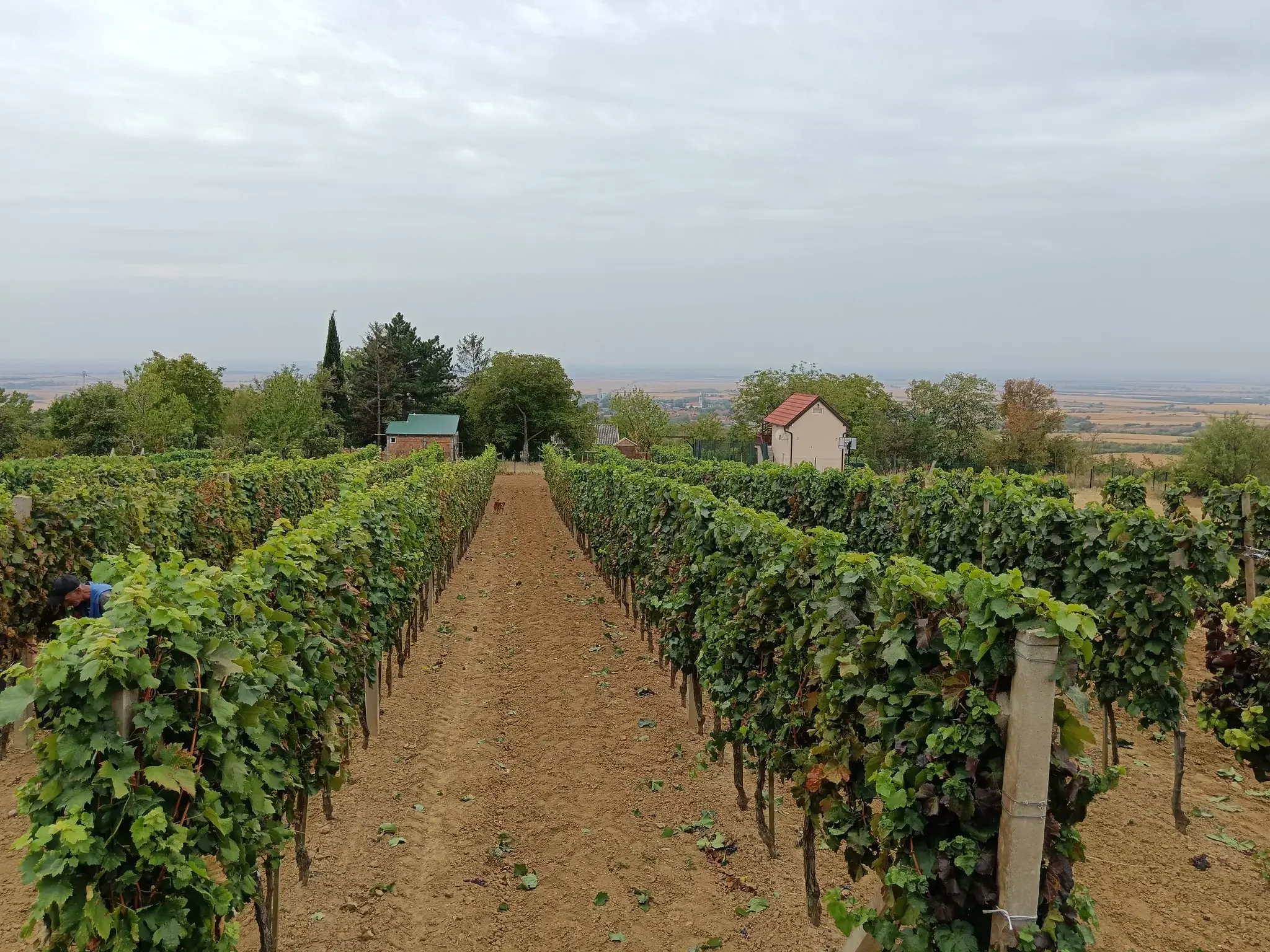 Да ли је кинеско тржиште спас за српско виноградарство и винарство?