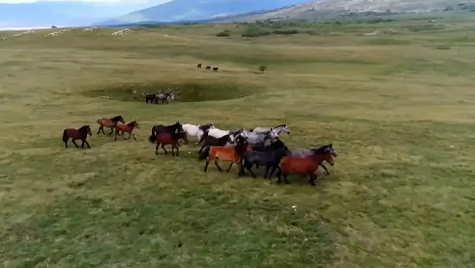 Divlji konji Cincar planina