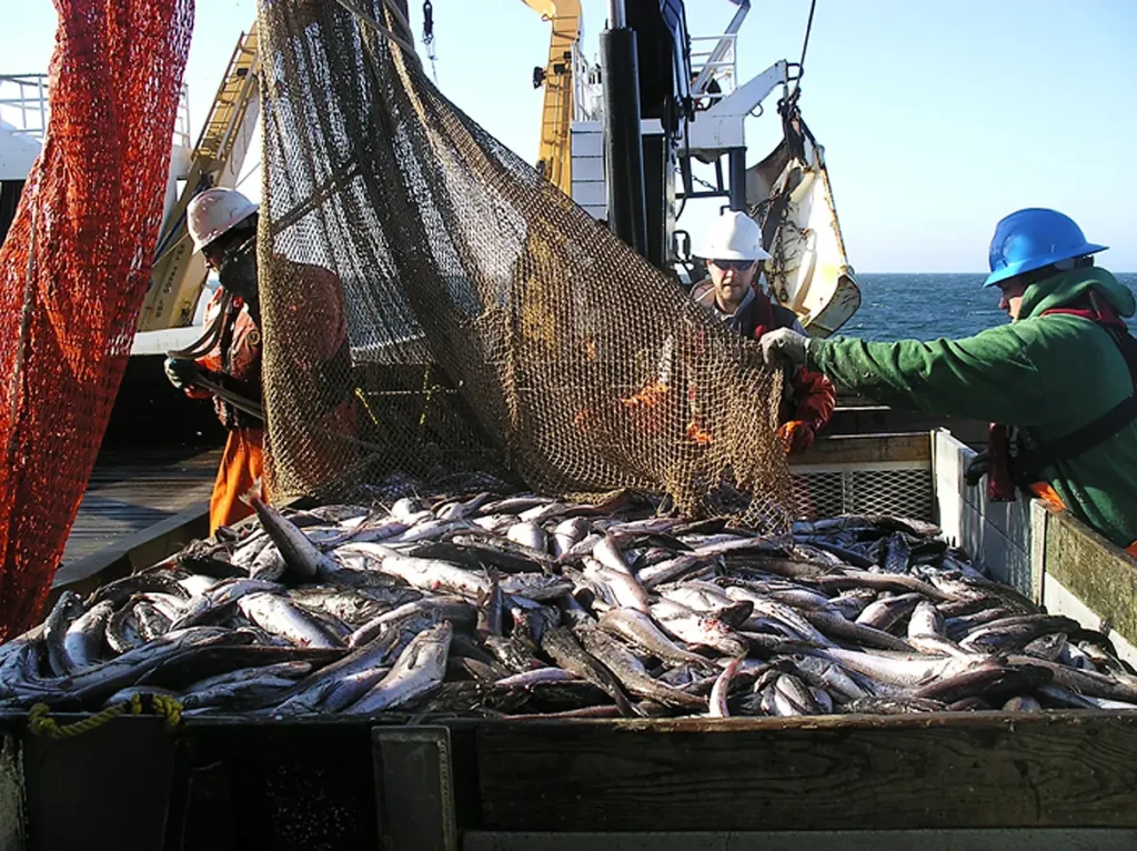 Рибарство је на ивици опстанка: Какву рибу заправо једемо данас?