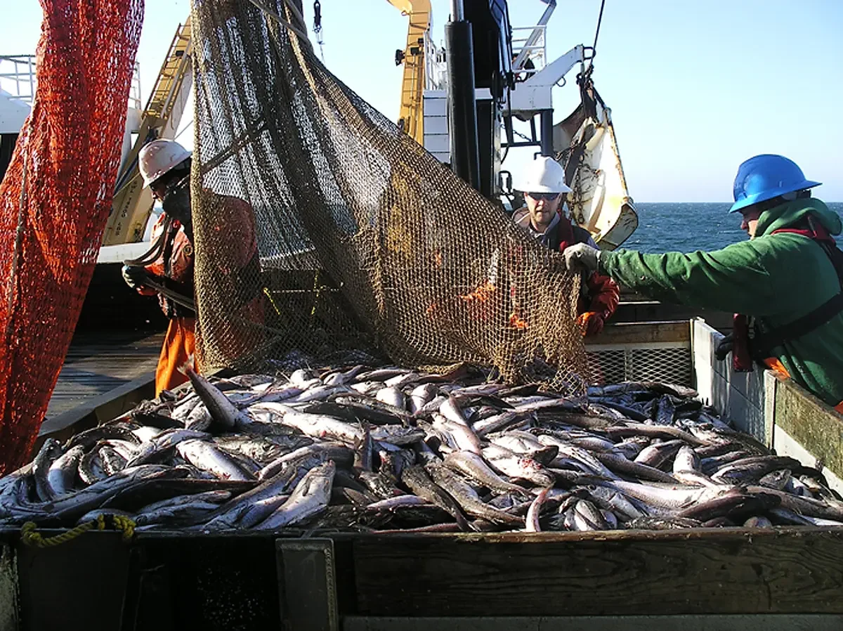 Рибарство је на ивици опстанка: Какву рибу заправо једемо данас?