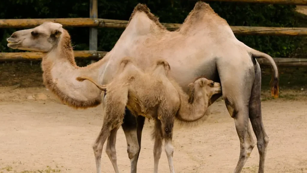 Mladunče dvogrbe kamile beogradski zoo vrt