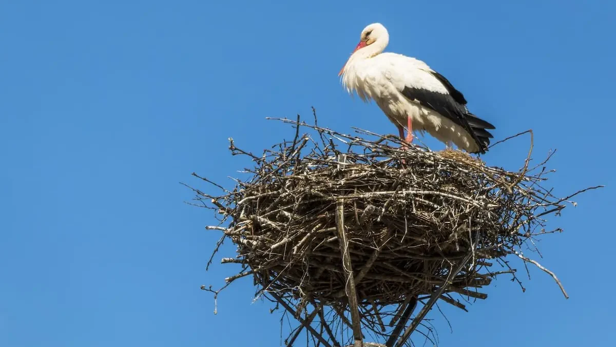 Нови Сад у врху света: Највећа урбана колонија рода на Балкану